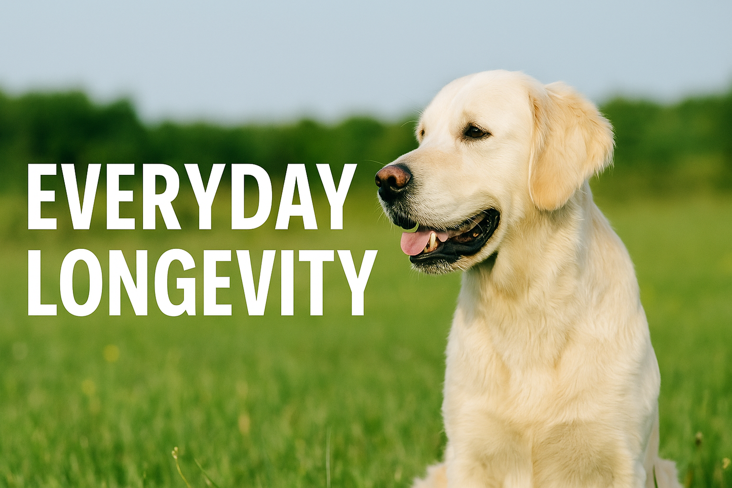 Everyday Longevity Blend